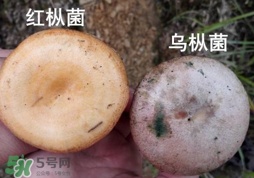 樅樹(shù)菌多少錢(qián)一斤 樅樹(shù)菌價(jià)格行情 樅樹(shù)菌多少錢(qián)一斤 樅樹(shù)菌價(jià)格行情