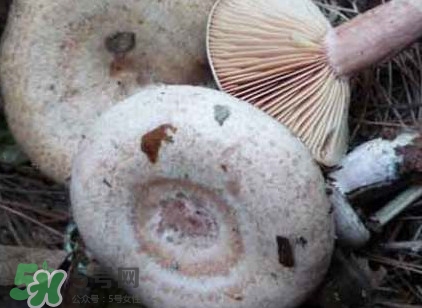 樅樹(shù)菌多少錢(qián)一斤 樅樹(shù)菌價(jià)格行情 樅樹(shù)菌多少錢(qián)一斤 樅樹(shù)菌價(jià)格行情