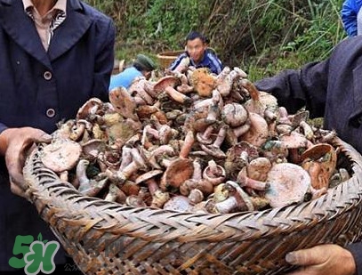 重陽菌孕婦可以吃嗎？重陽菌怎樣保存才新鮮