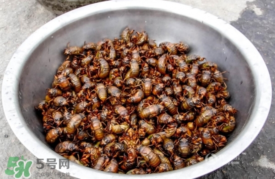 知了猴孕婦可以吃嗎？孕婦能吃知了猴嗎？