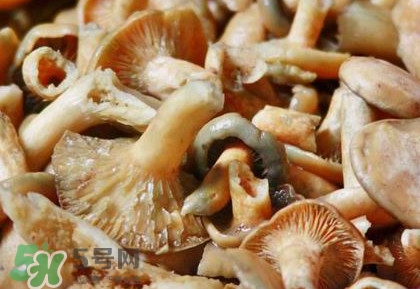 怎樣鑒別重陽菌是否有毒？重陽菌是發(fā)物嗎