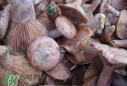 樅樹菌孕婦可以吃嗎？孕婦能吃樅樹菌嗎