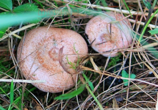 樅樹菌孕婦可以吃嗎？孕婦能吃樅樹菌嗎