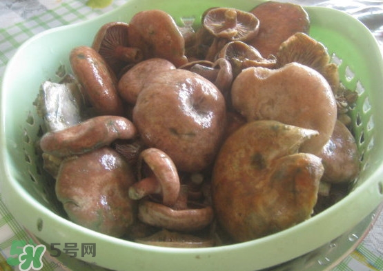 重陽(yáng)菌多少錢(qián)一斤？重陽(yáng)菌怎么清洗