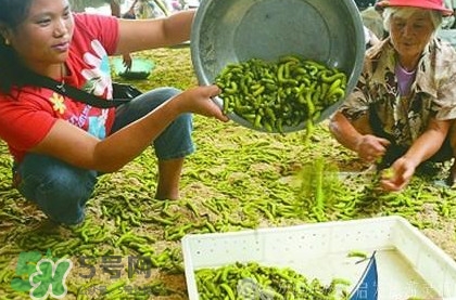 豆丹是什么？豆丹多少錢一斤？