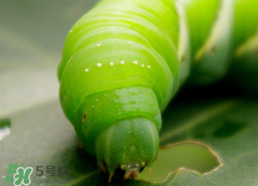 豆丹如何宰殺??？豆丹可以室內(nèi)養(yǎng)殖嗎？