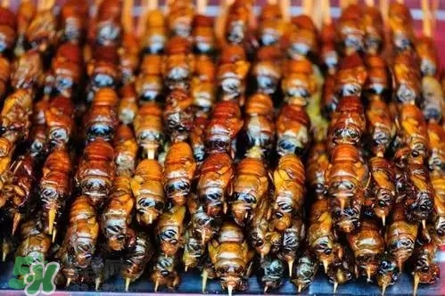 知了猴可以放冰箱嗎？知了猴可以冷凍嗎？