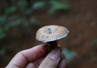 重陽菌什么時(shí)候有？重陽菌不能與什么食物一起吃