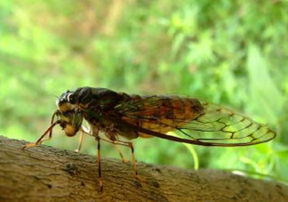 知了猴可以人工養(yǎng)殖嗎？知了猴怎么養(yǎng)殖？