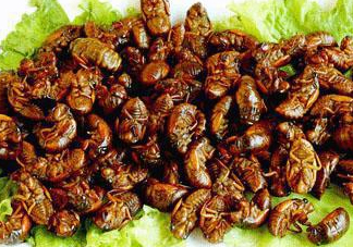 金蟬多少錢一斤？金蟬多少錢一斤2017？