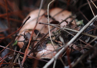 樅樹(shù)菌怎樣保存至冬季？樅樹(shù)菌能和榨菜一起吃嗎