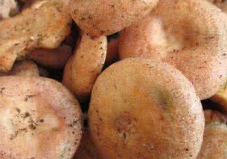 樅樹菌幾月才有？樅樹菌什么時(shí)候才有