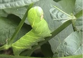 豆丹如何宰殺??？豆丹可以室內(nèi)養(yǎng)殖嗎？