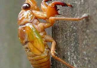 知了猴什么時(shí)候出來？知了猴幾月份出來？