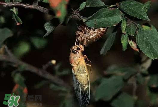 知了吃什么？知了吃什么食物？