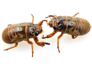 知了猴可以放冰箱嗎？知了猴可以冷凍嗎？