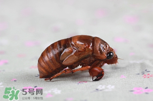 知了猴可以放冰箱嗎？知了猴可以冷凍嗎？