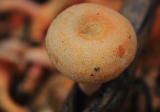 重陽菌可以種植嗎？重陽菌為什么不能人工種植？