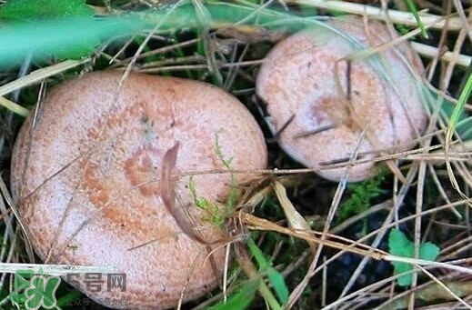 重陽(yáng)菌多少錢(qián)一斤？重陽(yáng)菌怎么清洗