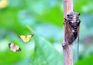 知了怎么保存不發(fā)黑？知了猴變黑了怎么辦？