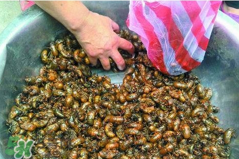 蟬蛹可以人工養(yǎng)殖嗎？蟬蛹的養(yǎng)殖方法