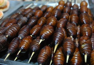 蟬蛹吃什么部位？蟬蛹都有哪些營養(yǎng)價值