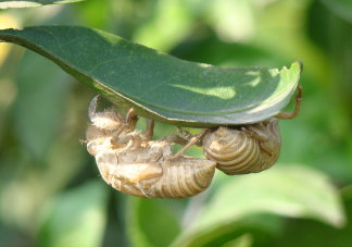 水煮蟬蛹怎么做？蟬蛹煮多久可以熟？