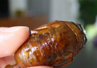 幼蟬猴怎么抓？幼蟬猴什么時候抓最好