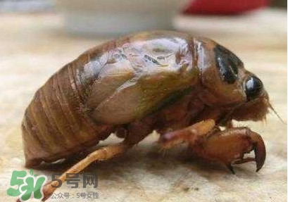 幼蟬猴多少錢一斤？幼蟬猴幾月份有