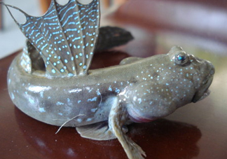 彈涂魚(yú)是兩棲動(dòng)物嗎？彈涂魚(yú)營(yíng)養(yǎng)價(jià)值有哪些