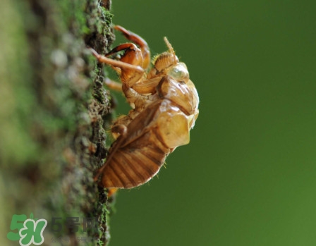 蟬蛹什么時(shí)候出來(lái)？蟬蛹什么時(shí)候最多