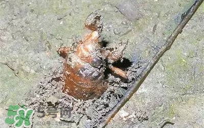 蟬蛹怎么抓？蟬蛹怎么找