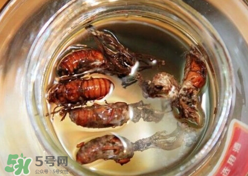 知了猴可以泡酒嗎？金蟬可以泡酒嗎？