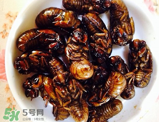 知了猴可以泡酒嗎？金蟬可以泡酒嗎？