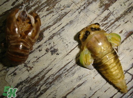 知了猴可以泡酒嗎？金蟬可以泡酒嗎？