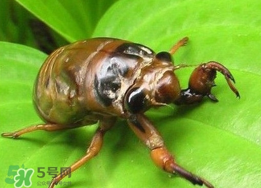 幼蟬猴多少錢一斤？幼蟬猴幾月份有