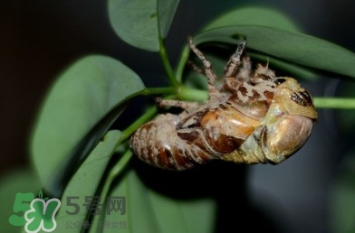 幼蟬猴怎么抓？幼蟬猴什么時(shí)候抓最好