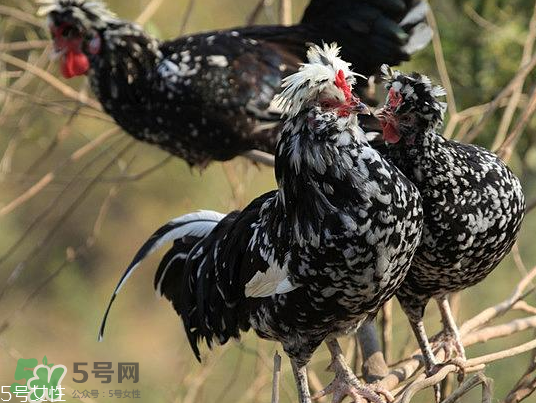 貴妃雞市場價(jià)多少錢一只 貴妃雞可以長多大