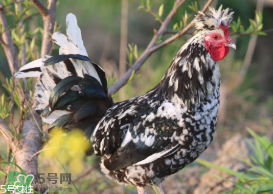 貴妃雞市場價(jià)多少錢一只 貴妃雞可以長多大