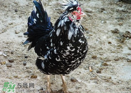 貴妃雞市場價(jià)多少錢一只 貴妃雞可以長多大