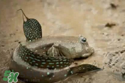 彈涂魚(yú)能吃嗎？彈涂魚(yú)怎么抓