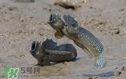 彈涂魚(yú)多少錢(qián)一斤？彈涂魚(yú)有毒嗎