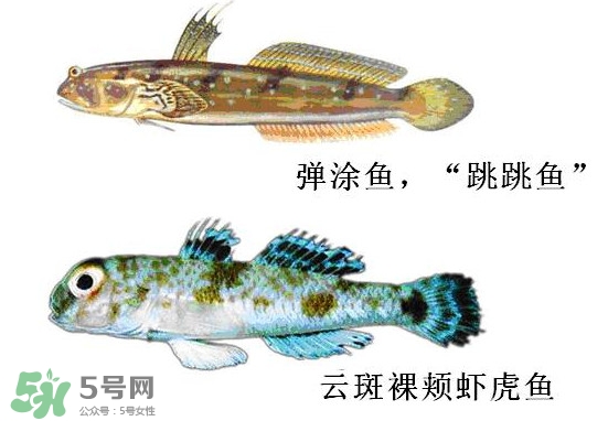 彈涂魚(yú)多少錢(qián)一斤？彈涂魚(yú)有毒嗎