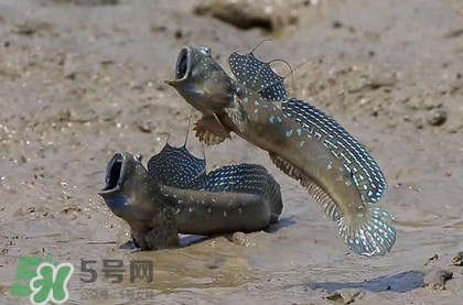跳跳魚(yú)是什么魚(yú)？跳跳魚(yú)是不是泥鰍
