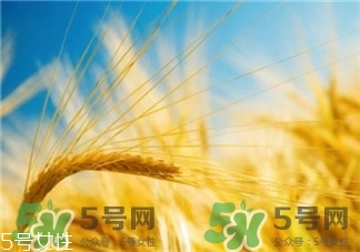 小麥胚芽油的作用 小麥胚芽油的膚質(zhì)范圍 小麥胚芽油的作用 小麥胚芽油的膚質(zhì)范圍