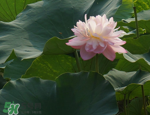 2017年中伏是哪一天？中伏是幾月幾日2017？