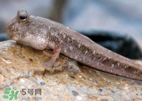 跳跳魚怎么做好吃？跳跳魚的最好吃做法