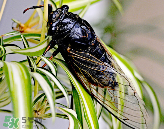 知了能活多長(zhǎng)時(shí)間？知了可以活多久？