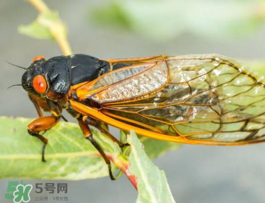 知了能活多長(zhǎng)時(shí)間？知了可以活多久？