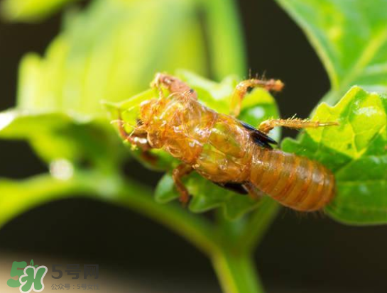 知了能活多長(zhǎng)時(shí)間？知了可以活多久？
